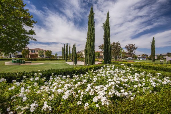 College Park - Bemus Landscape - Cultivar Group Landscape Services
