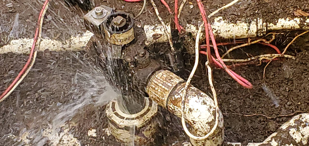 Irrigation Service - Cultivar Group